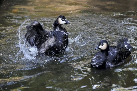 hawaii lúd (hőség, kánikula, )