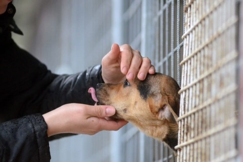 kutyamenhely (kutyamenhely)