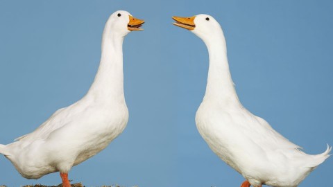 liba (liba, libamáj, )