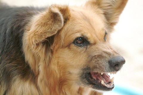 merges-kutya(960x640).jpg (kutya)