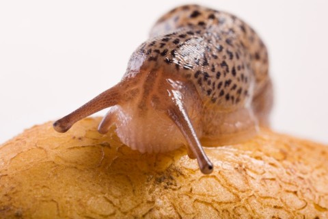 meztelencsiga (meztelencsiga)