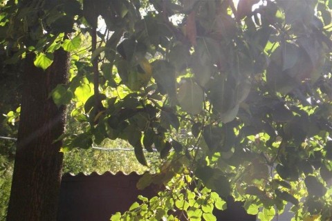 napsutes(1)(960x640).jpg (napsütés)