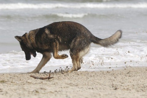 nemetjuhasz-kutya(430x286)(1).jpg (kutya, németjuhász, )