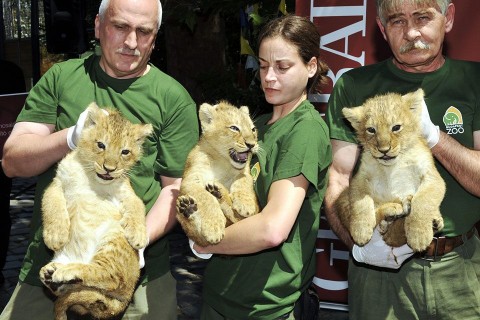 oroszlánkölykök (oroszlánkölykök, )