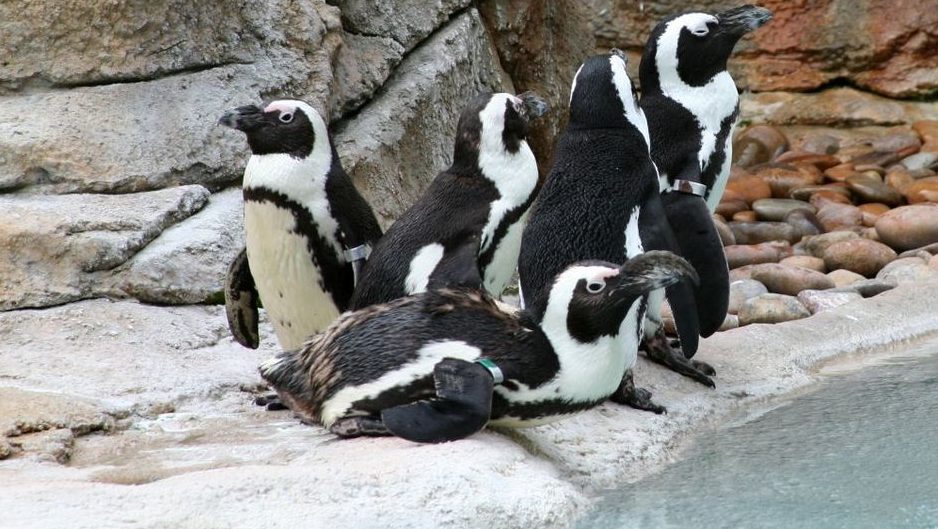pingvinek (pingvin, hűvös, )