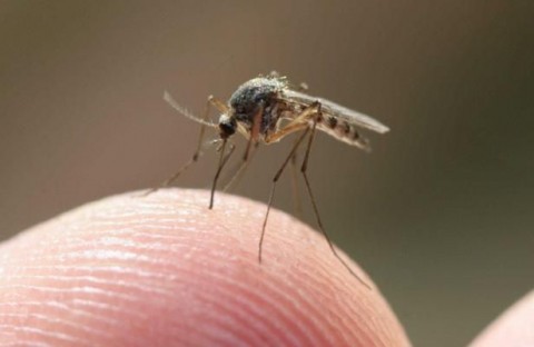 szúnyog (szúnyog, )