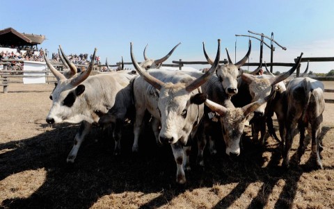 szurkemarha(960x640)(1).jpg (szürkemarha, állat)