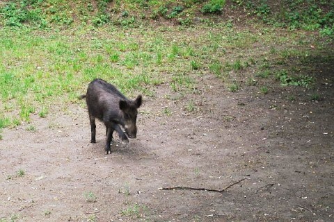 vaddiszno(210x140)(1).jpg (vaddisznó)