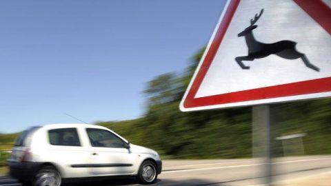 vadveszély (vadveszély)