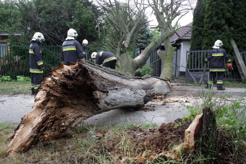 viharkar(960x640)(2).jpg (viharkár)