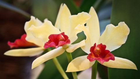 virág (virág, füvészkert, )