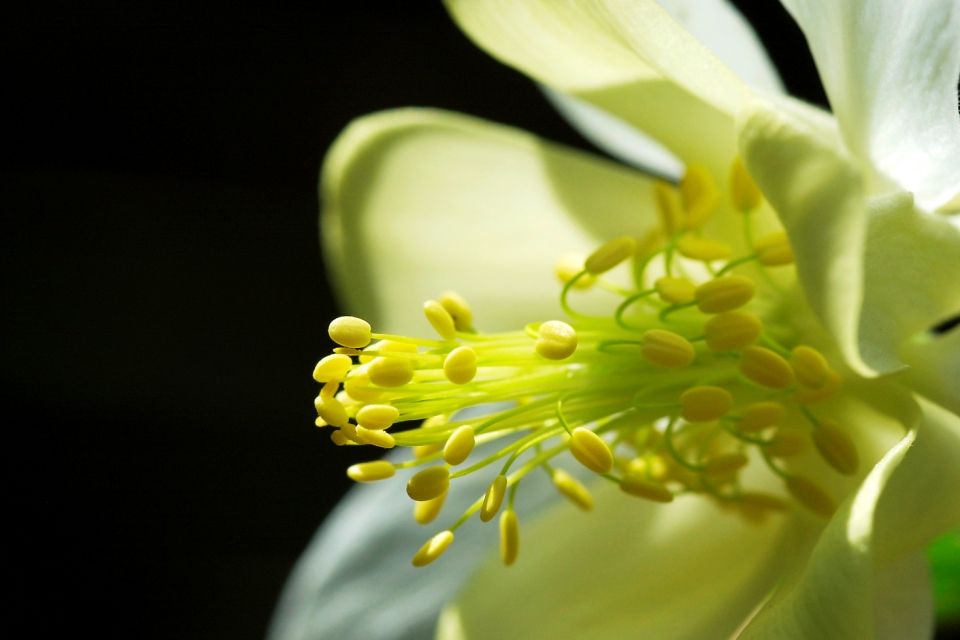 virágpor, pollen (virágpor, )