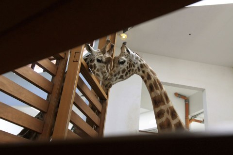 zsiráf (zsiráfok, veszprémi állatkert, )