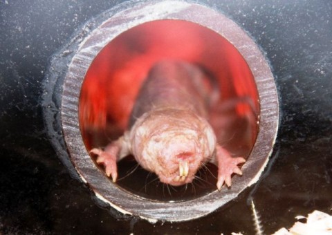 Csupasz turkáló (Csupasz turkáló)