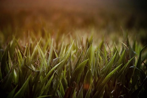 Kukorica(960x640)(1).jpg (kukorica)