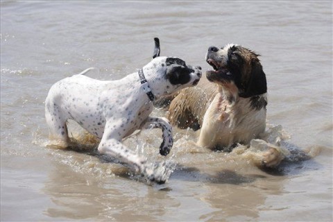 Kutyák strandja Szegeden (Kutyák strandja Szegeden)
