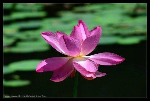 Lótuszok Szegeden (Lótuszok Szegeden)