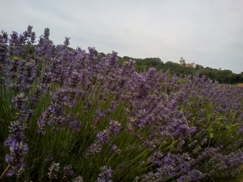 Pannonhalma levendula (Pannonhalma levendula)