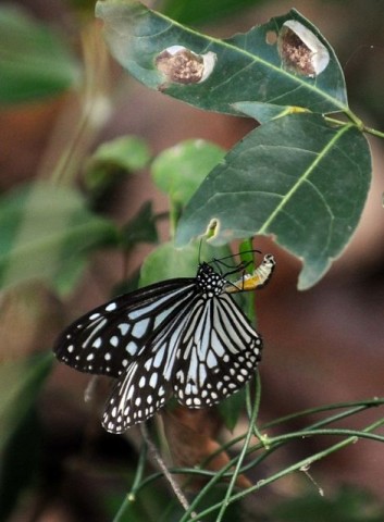 Sri Lanka lepke (sri lanka, lepke, )