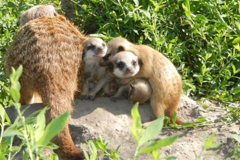 Szurikatak-a-Szegedi-Vadasparkban(960x640).jpg (Szurikáták a Szegedi Vadasparkban)