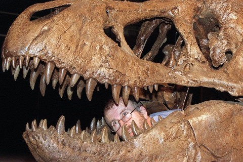 T(960x640).jpg (t. rex, t-rex, tyrannosaurus rex, )