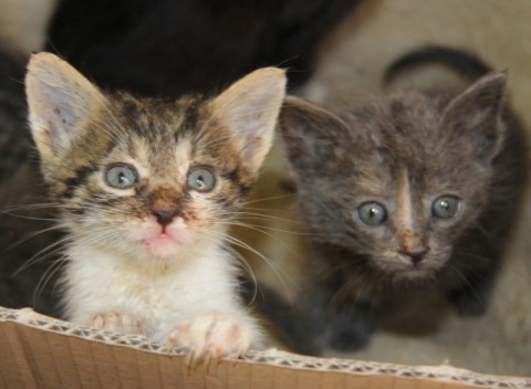 Utcára dobott kiscicák Szegeden (Utcára dobott kiscicák Szegeden)