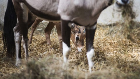 antilop (antilop, nyíregyházi állatkert)