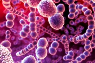 bakterium(210x140)(1).jpg (Streptococcus pneumoniae baktérium)