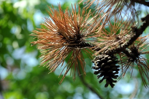 beteg fenyő (fenyő, )