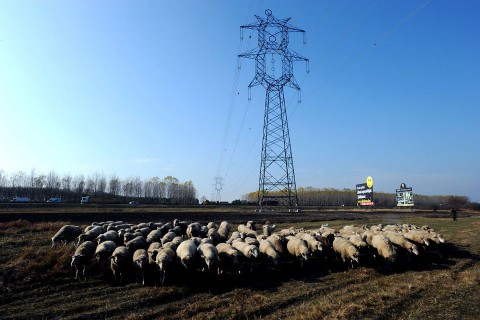 birkanyáj (birkanyáj, elektromos vezeték, )