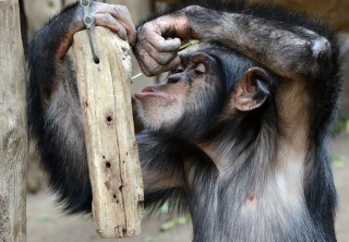 csimpánz (Array)
