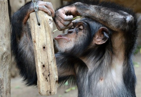 csimpánz (Array)