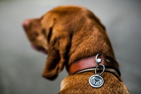 demény a kötsög (demény, vizsla)