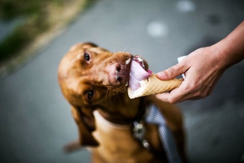 demény a kötsög (demény, vizsla)