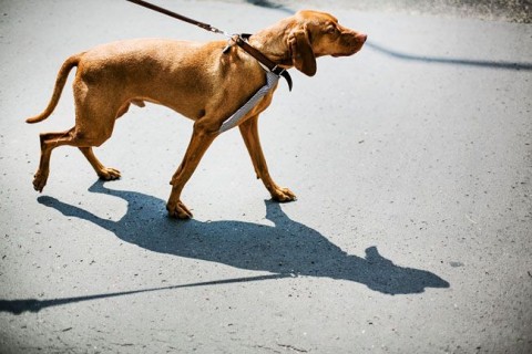 demény a kötsög (demény, vizsla)