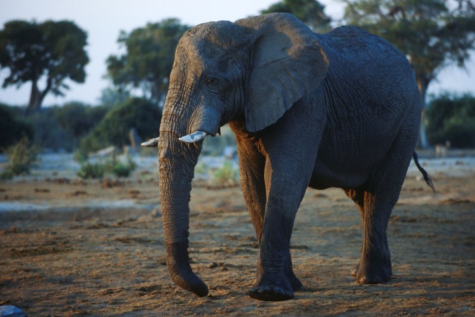 elefant(210x140)(1).jpg (elefánt, )