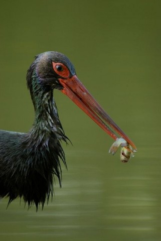 fekete gólya (fekete gólya)