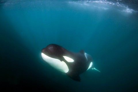 gyilkos bálna (gyilkos bálna, )