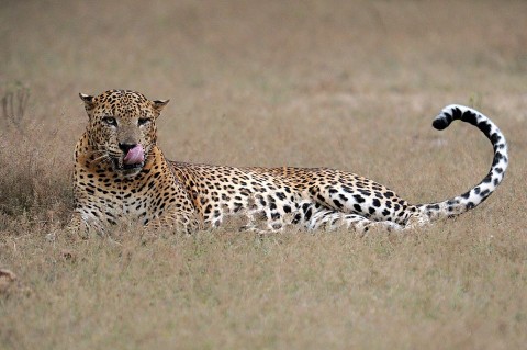 leopárd (leopárd, )