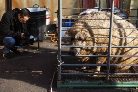 mangalica (mangalica, )
