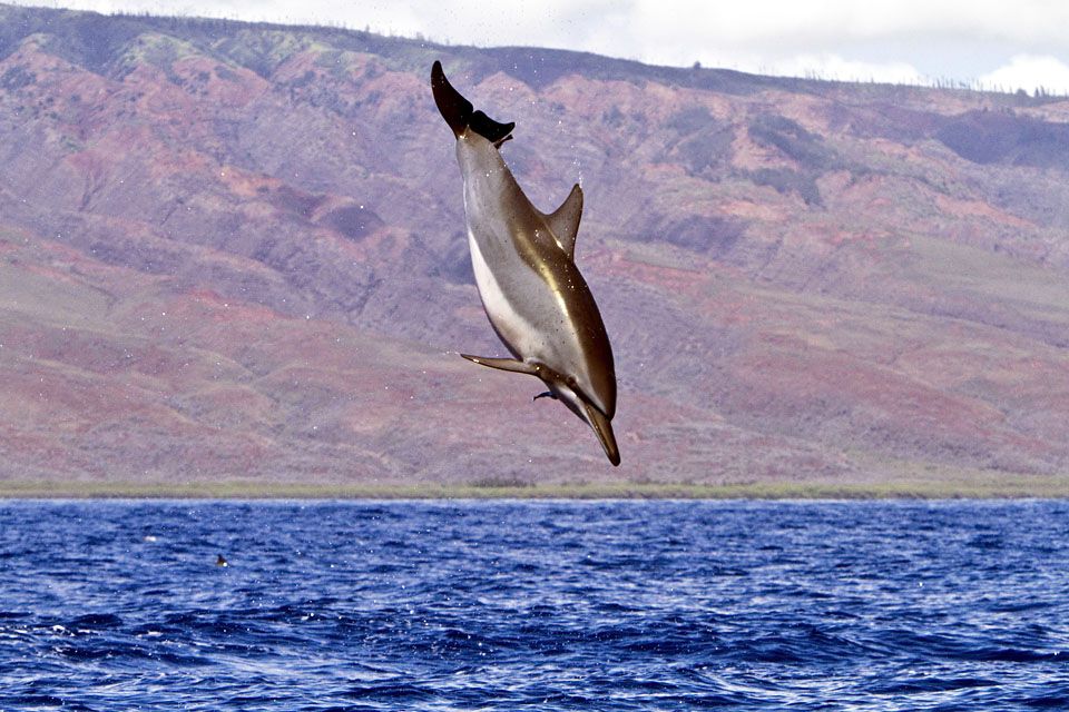 maui delfin (maui delfin)