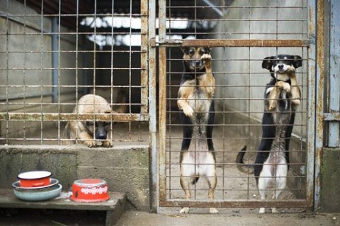 menhely(210x140)(1).jpg (menhely, kutya, eb, ebadó, állatmenhely, )