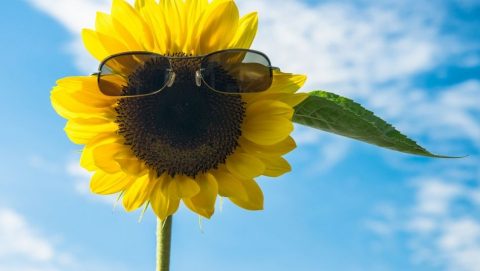 napsutes(210x140)(2).jpg (napraforgó, napsütés, )