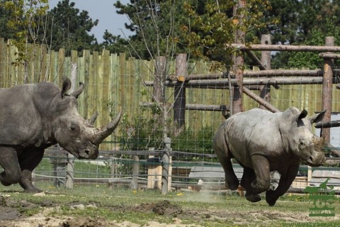 orrszarvú (orrszarvú, )