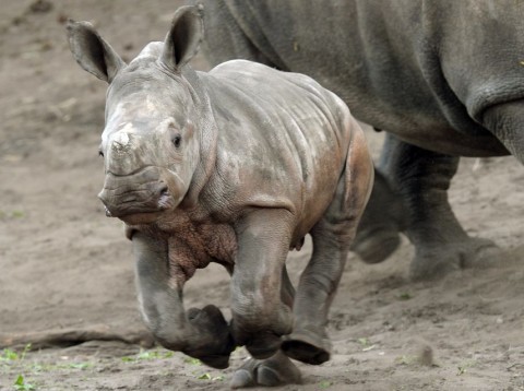 orrszarvú (orrszarvú, )