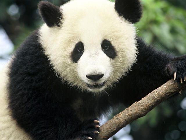 panda (panda, )