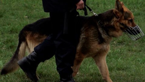 rendőrkutya (rendőrkutya, )