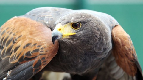 rufus-solyom(960x640)(2).jpg (rufus sólyom)