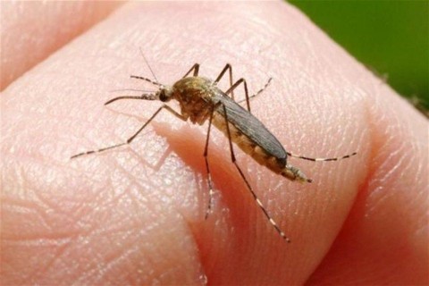 szunyog(1)(1)(960x640).jpg (szúnyog, szúnyogirtás, )