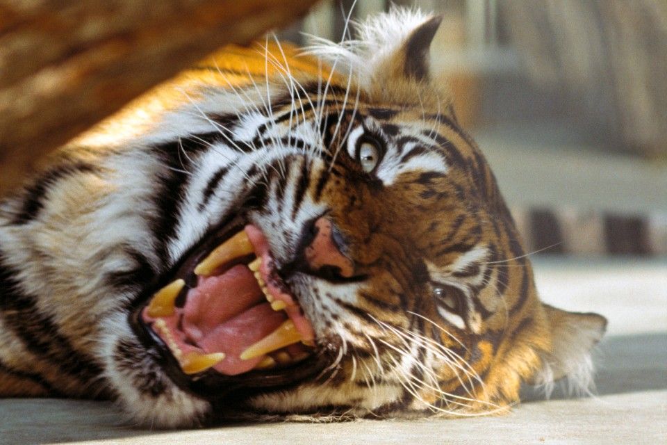 tigris (bengáli tigris, )